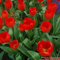 tulipany (4)